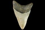 Fossil Megalodon Tooth - North Carolina #109547-2